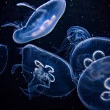 ただようくらげ