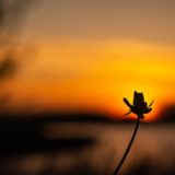 まっすぐに生きる一輪の花